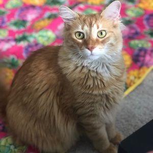 Meet your Posher, Nidharshan